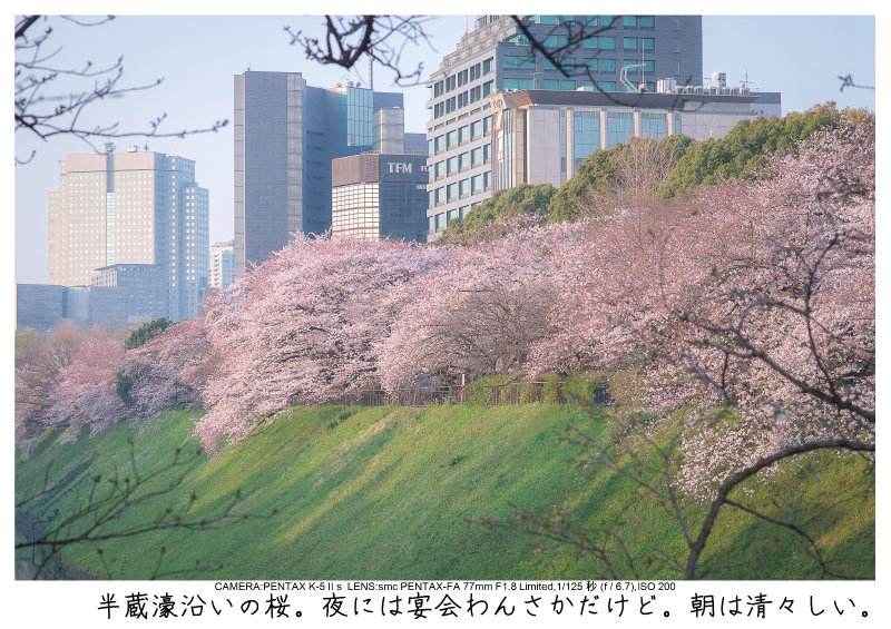関東・東京の桜（千鳥ヶ淵）japan_tokyo_chidorigafuchi7.jpg