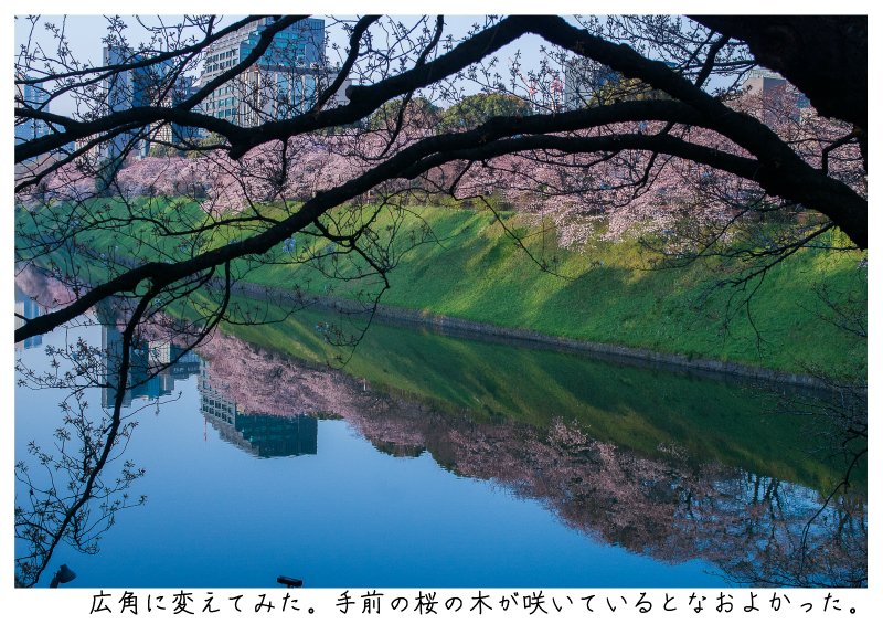 関東・東京の桜（千鳥ヶ淵）japan_tokyo_chidorigafuchi8.jpg