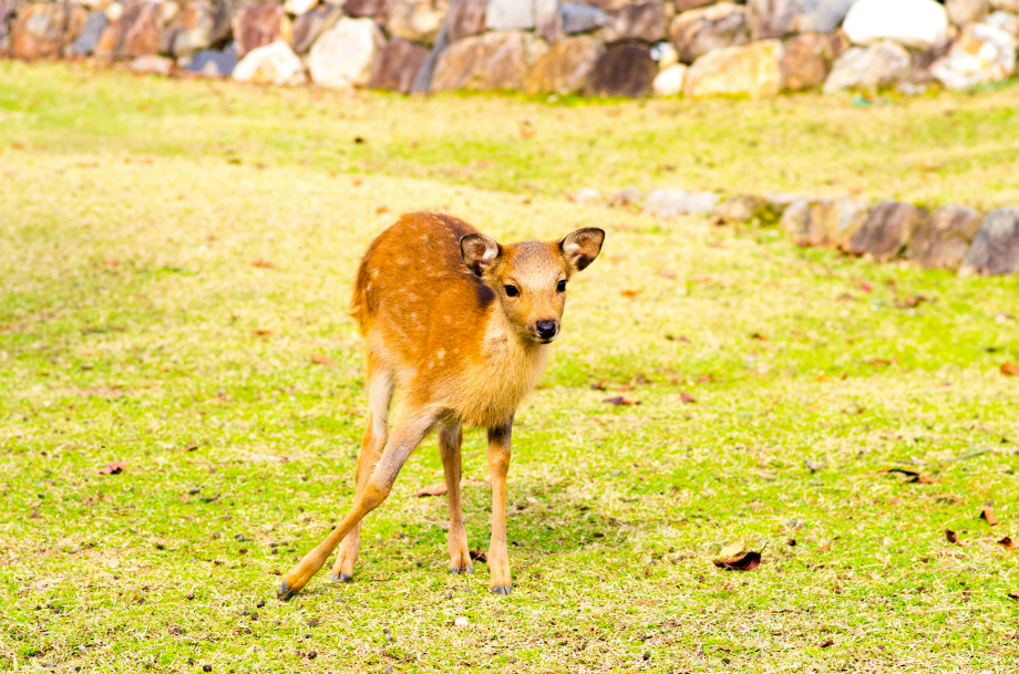 IMGP3747-deer at nara,japan.jpg