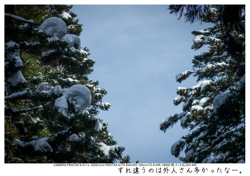 snowmonkey jigokudani26.jpg