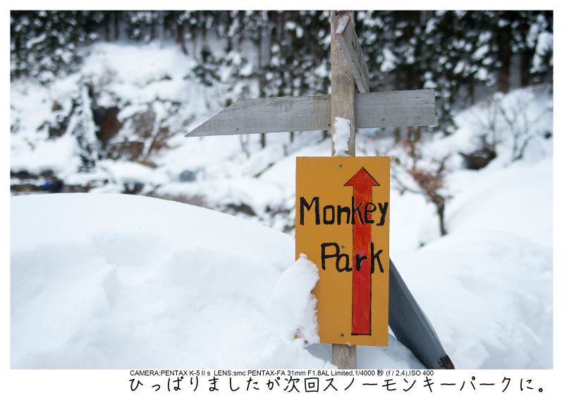 snowmonkey jigokudani28.jpg