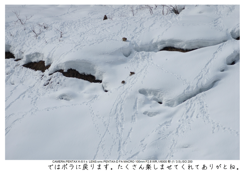 snowmonkey jigokudani64.jpg